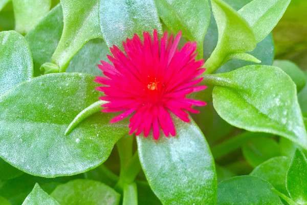 牡丹吊兰只长茎不长叶