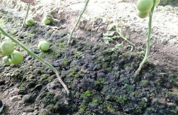 大棚长绿苔怎么办？