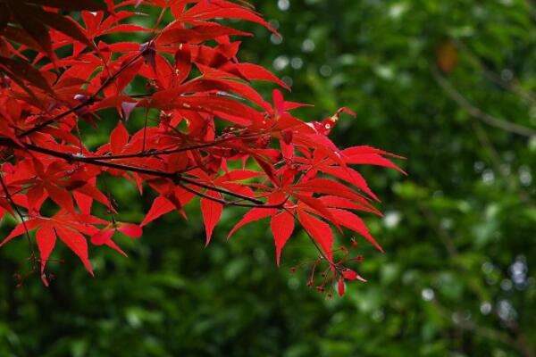 红枫开花是怎么回事