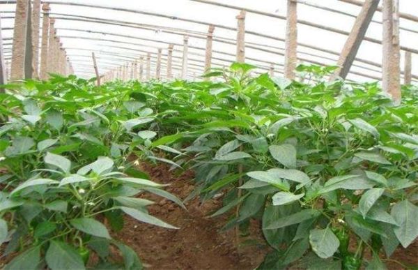 大棚辣椒徒长怎么办？