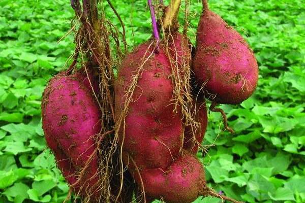 红薯超高产多久？