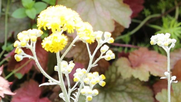 银叶菊怎么修剪