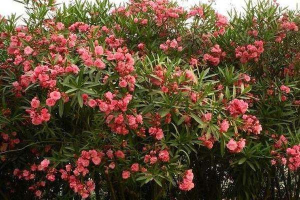 碱性土壤适合种植什么？