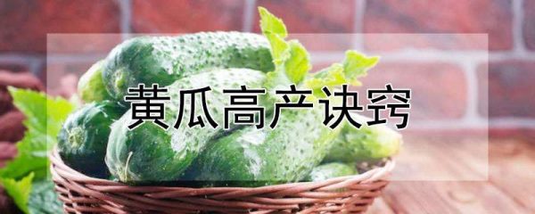 黄瓜高产诀窍