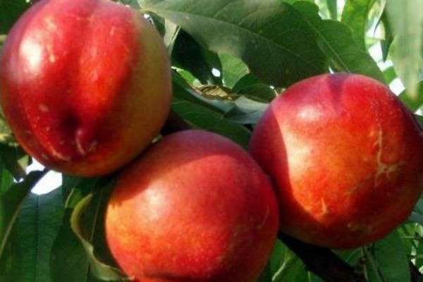 油桃是怎么培育出来的