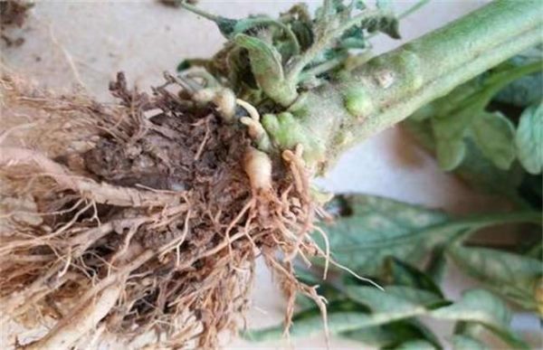 大棚西红柿烂根怎么办？