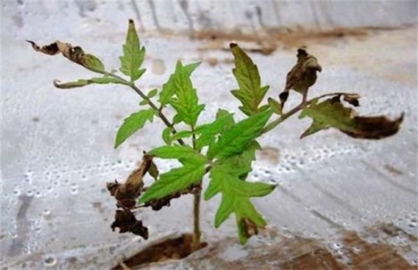 大棚西红柿烂根怎么办？