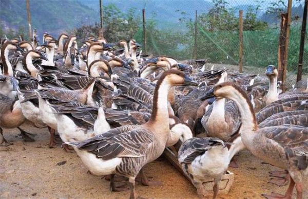 怎样提高养鹅的经济效益