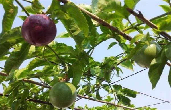 一亩百香果能赚多少钱