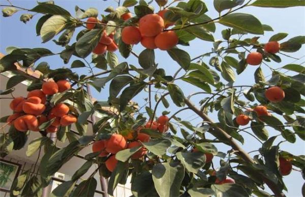 柿子树该怎么育苗