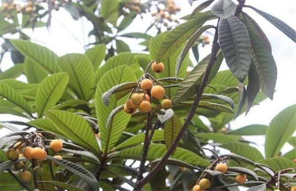 如何使枇杷多结果