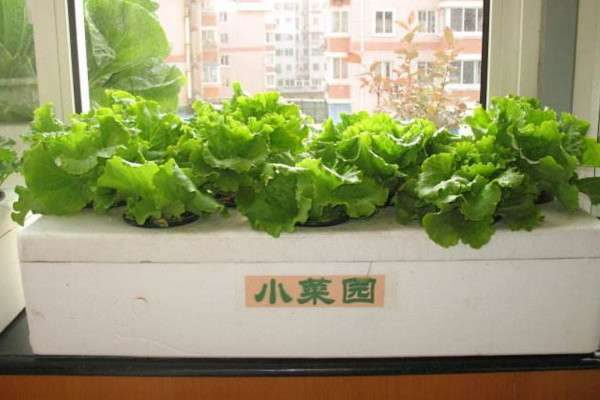 泡沫箱种菜有没有毒