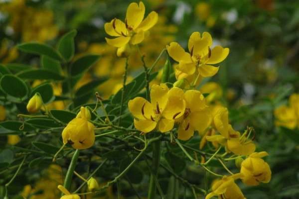 决明子是什么样子