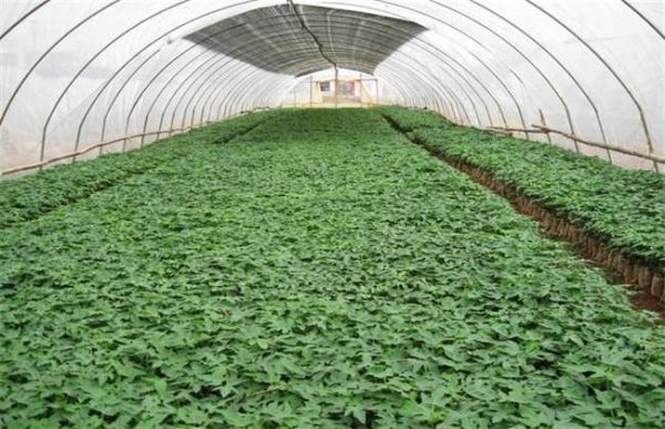 怎样选择木瓜苗