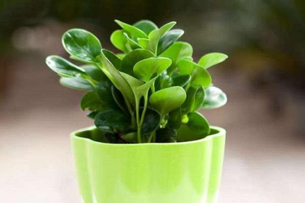 水养植物都有哪些？