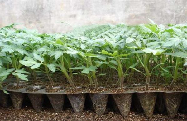 夏季育苗注意事项
