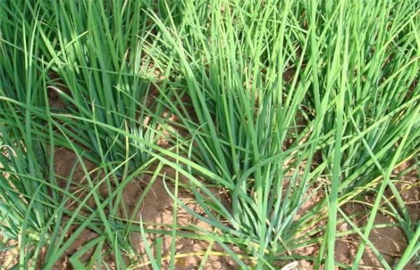 如何预防大葱烂根