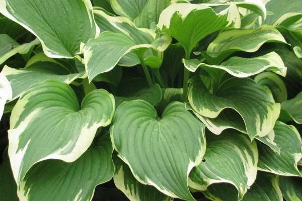 室内养什么花对身体好