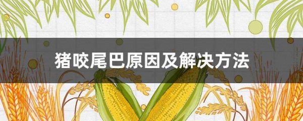 猪咬尾巴原因及解决多久？