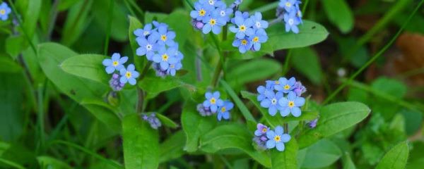 勿忘我春天可以播种吗