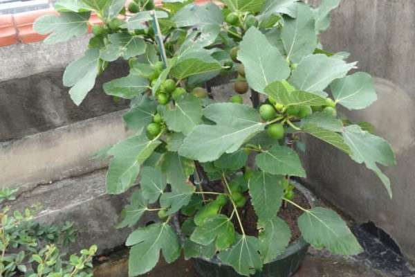 无花果发芽时间