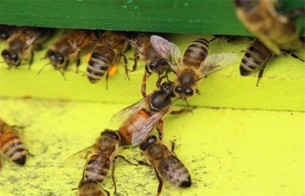 蜂箱外有较多死雄蜂是怎么回事