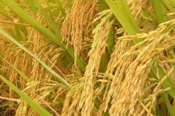 须根系植物有哪些