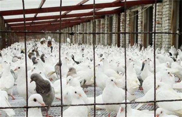 如何判断鸽子饿了