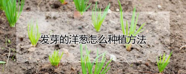 发芽的洋葱怎么种植方法