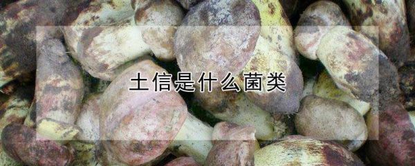 土信是什么菌类