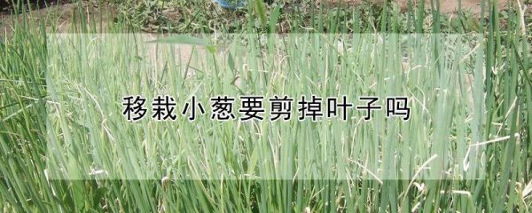 移栽小葱要剪掉叶子吗