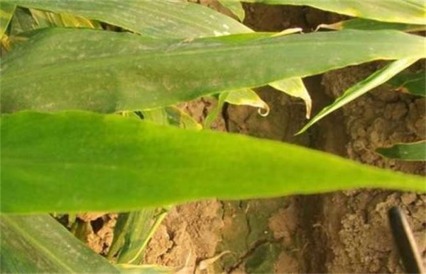 氮肥使用过量怎么补救