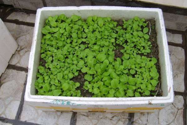 泡沫箱种菜有没有毒