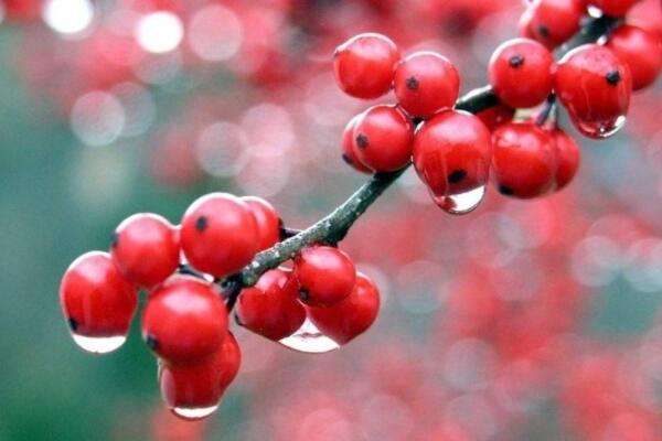 红豆生虫子了还能吃吗