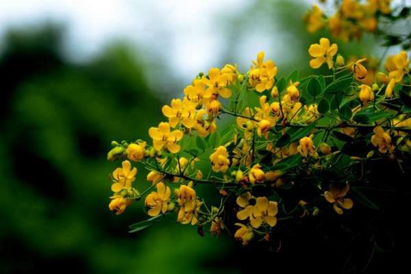 粉色的槐花可以吃吗