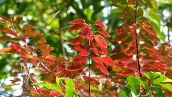 枫香树与枫树的区别？是什么？