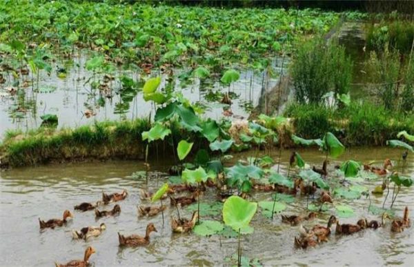 莲藕的施肥时的注意事项