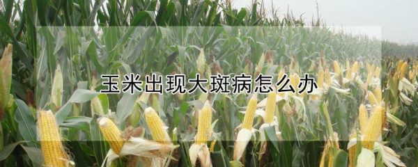 玉米出现大斑病怎么办