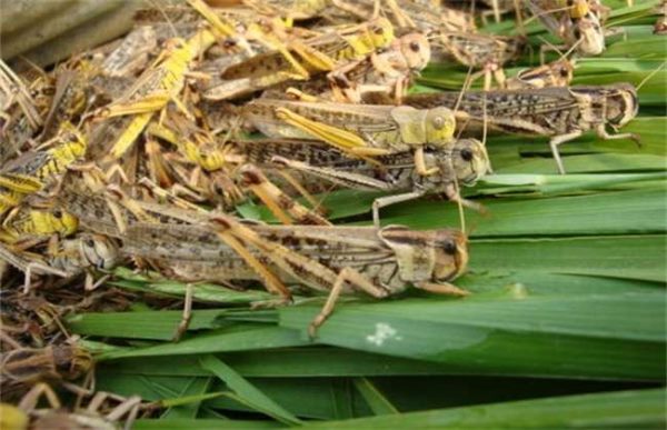 如何预防蝗灾的发生