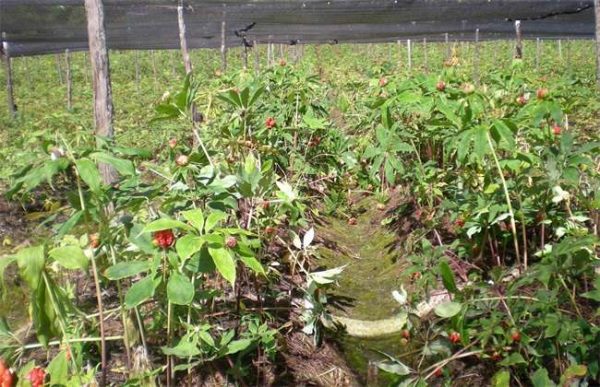 种植一亩重楼成本多少？