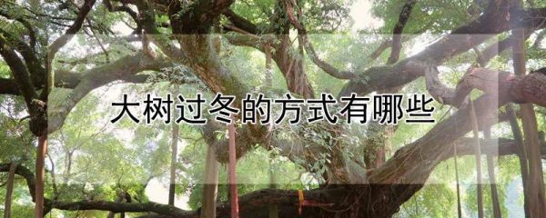 大树过冬的方式有哪些