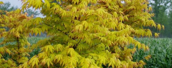 黄金枫叶子干枯怎么办