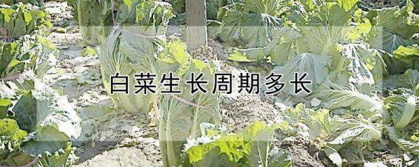 白菜生长周期多长