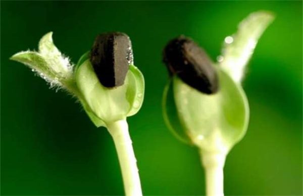 幼苗带帽怎么回事