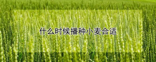 什么时候播种小麦合适