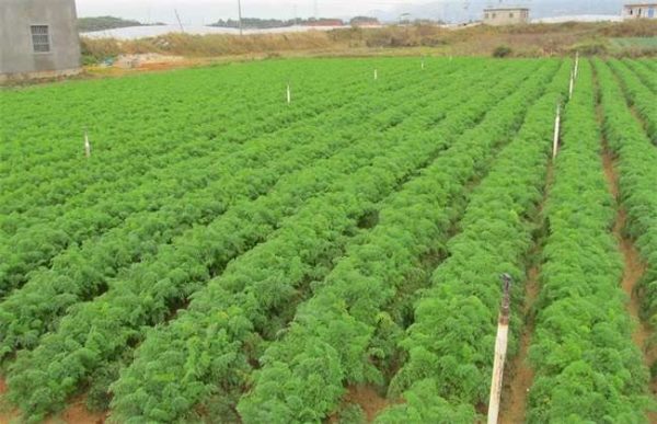 如何提高胡萝卜出苗率