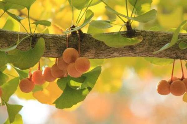 银杏有哪些品种