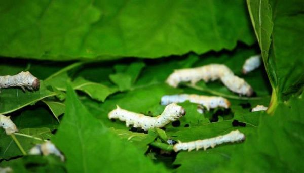 什么桑树适合养蚕