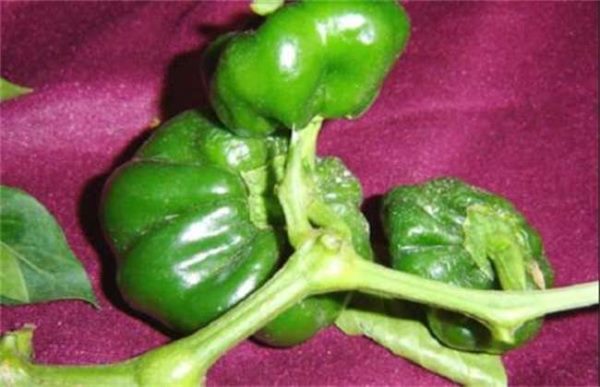 辣椒畸形该怎么办？