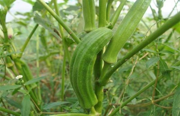 一亩秋葵的利润有多少？